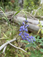 Lupinus latifolius