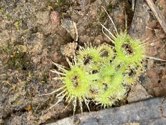 Drosera glanduligera