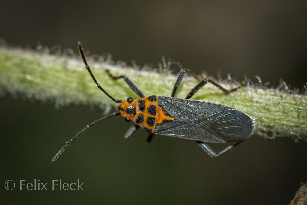 Acroleucus lojus