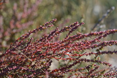 Suaeda calceoliformis