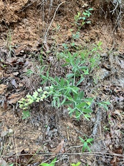 Baptisia bracteata