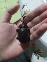 Trypoxylus dichotomus tsunobosonis