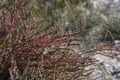 Suaeda calceoliformis