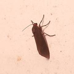 Virbia laeta