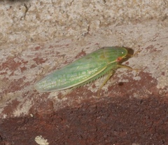 Gyponana