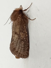 Acrolophus propinqua