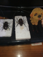 Trypoxylus dichotomus tsunobosonis