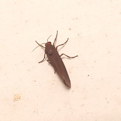 Virbia laeta