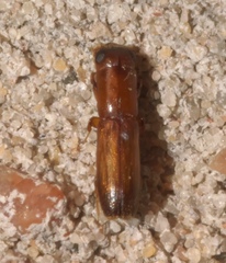 Euplatypus compositus