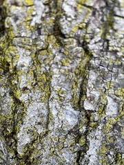 Chrysothrix candelaris