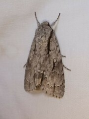 Acronicta lobeliae