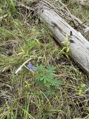 Lupinus latifolius
