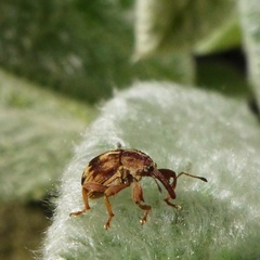 Anthonomus rectirostris