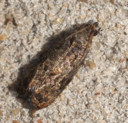 Verbena Bud Moth photo 3