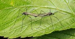 Gnophomyia tristissima