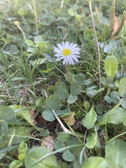 Bellis perennis