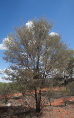 Acacia aneura