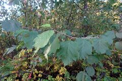 Alnus hirsuta