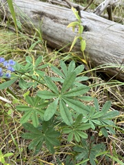 Lupinus latifolius