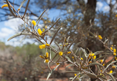 Acacia aneura