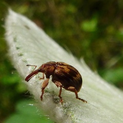 Anthonomus rectirostris