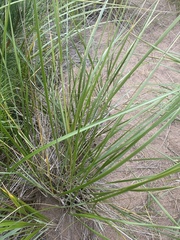 Ammophila breviligulata
