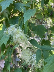 Clematis