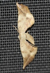 Parepisparis multicolora