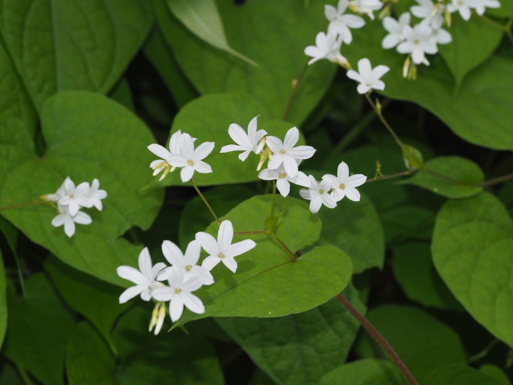 Porana racemosa (Porana racemosa)