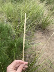 Ammophila breviligulata