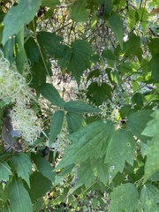 Clematis