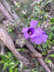 Prostanthera