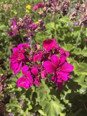 Pelargonium