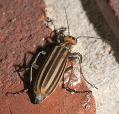 Epicauta vittata