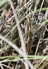 Sceloporus virgatus