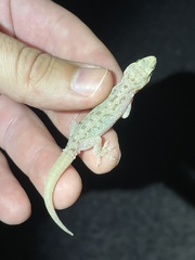 Hemidactylus parvimaculatus