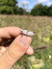 Pardalophora apiculata