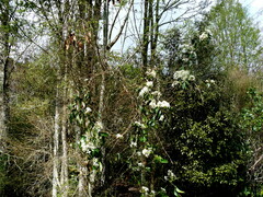 Clematis paniculata