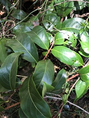 Celastrus subspicatus