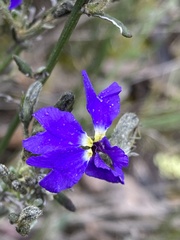 Dampiera stricta