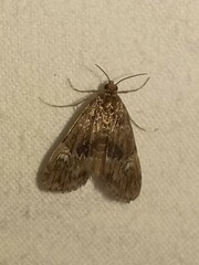 Elophila obliteralis