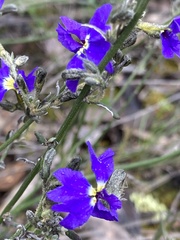 Dampiera stricta