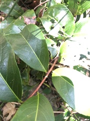 Celastrus subspicatus