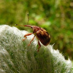 Anthonomus rectirostris