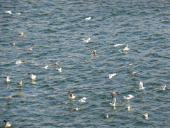 Larus