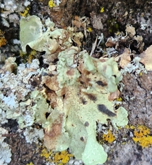 Myelochroa aurulenta