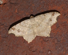 Macaria aemulataria