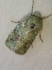 Lacinipolia laudabilis