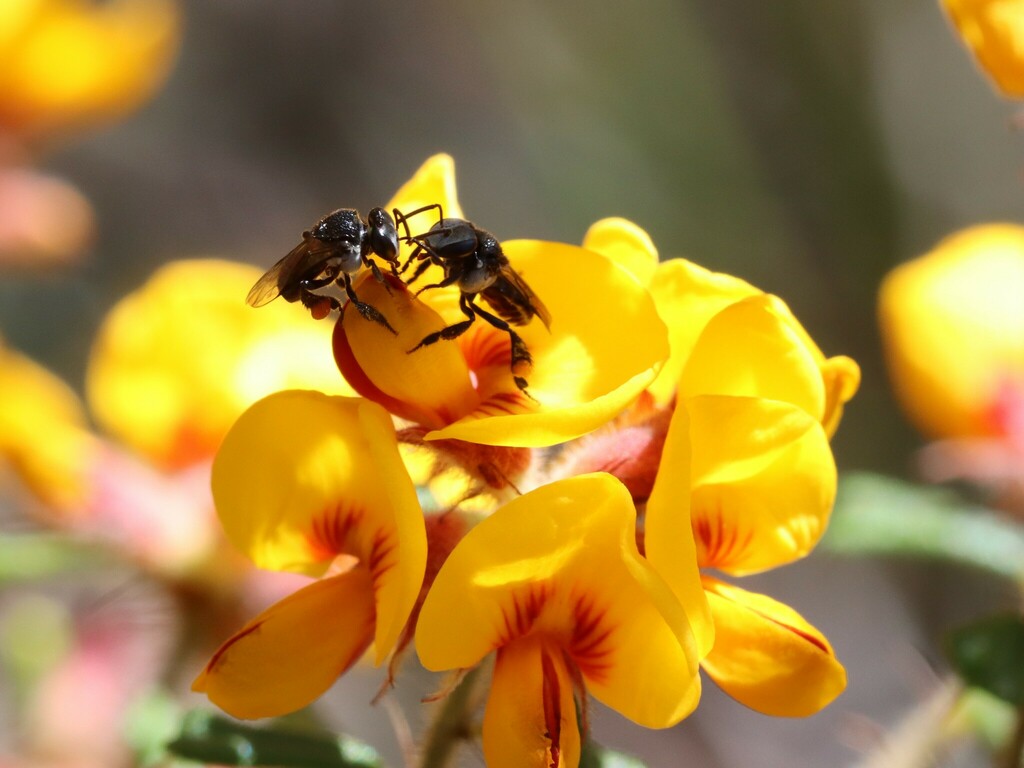 Charcoal Stingless Bee from Sydney NSW, Australia on September 16, 2022 ...