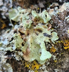 Myelochroa aurulenta